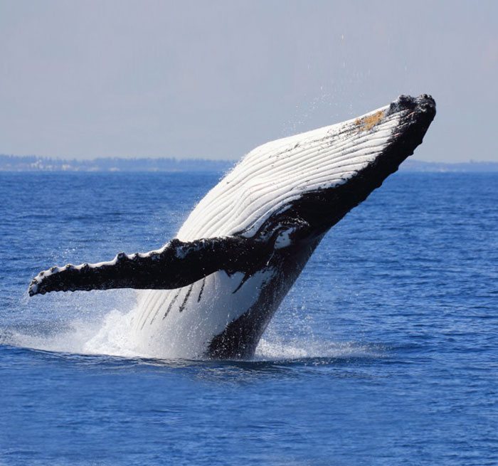 CABARETE Samana Whales