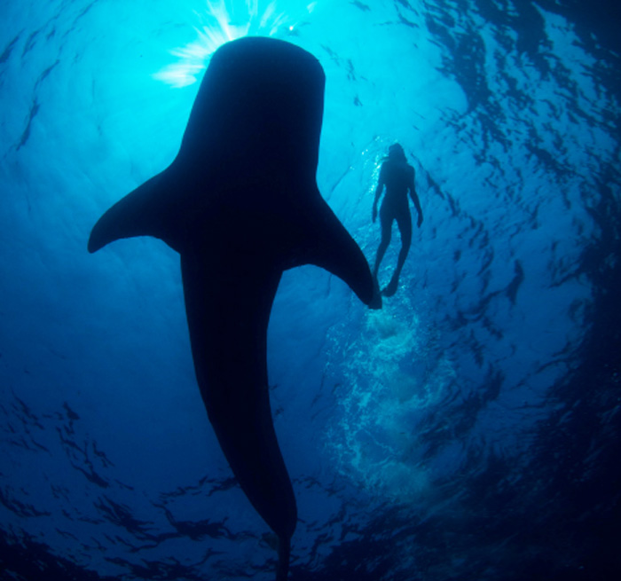 Whale-Shark Tour from Akumal, Costa Mujeres, Playa Mujeres, Tulum, Xpu Ha - excursion_en