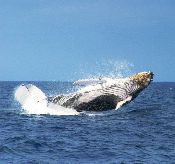 PUNTA CANA Samana Whales