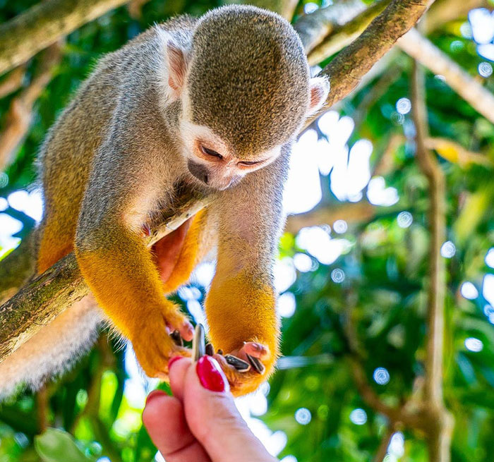 Monkeyland from Bavaro, Punta Cana, Uvero Alto, Macao, Bayahibe - excursion_de