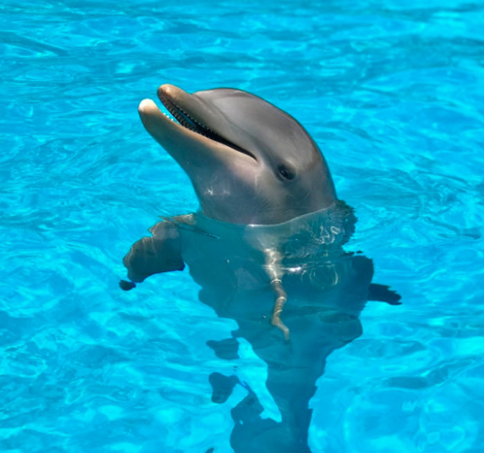 PUERTO MORELOS Dolphin MEET & GREET