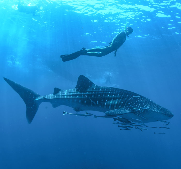 CABO SAN LUCAS Schwimmen mit Walhaien