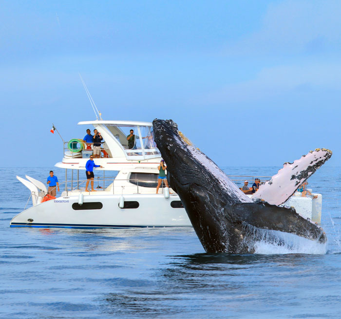 PEDREGAL Luxury Whale Watching
